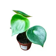 Peperomia 'raindrop' Aka 'owl Eye'