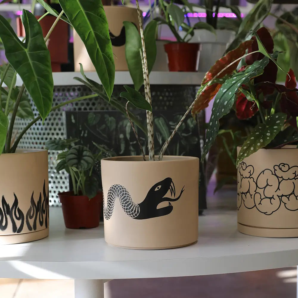 snake plant pot holder Snake plant pot w/ saucer