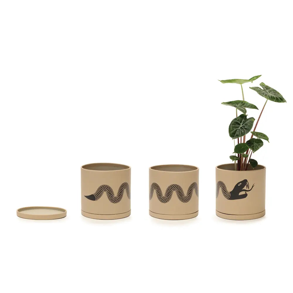 narrow & deep pot for snake plant Snake plant pot w/ saucer