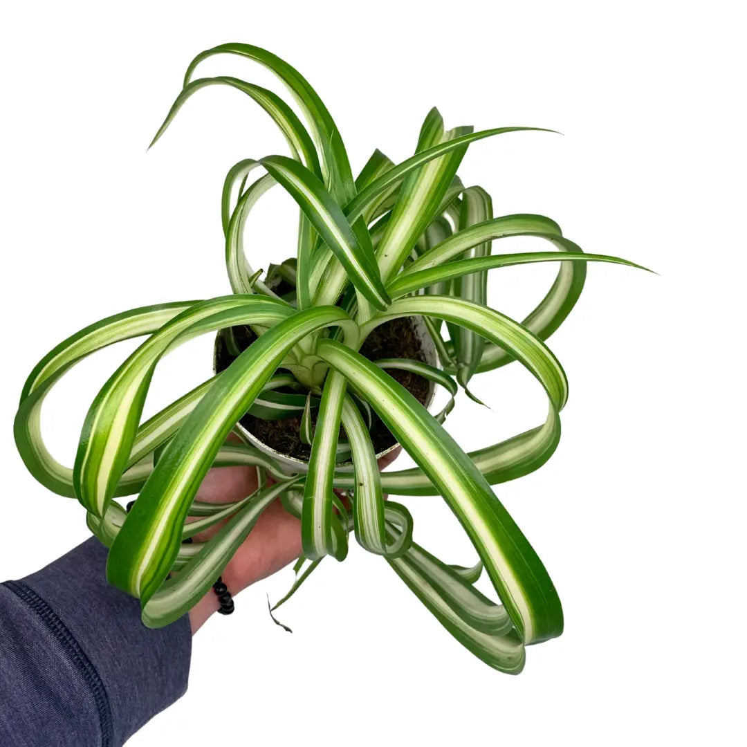 chlorophytum bonnie plant 4" Spider Plant - Chlorophytum Bonnie