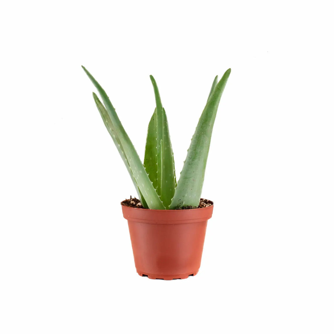 Aloe Vera House Plant in 4" Grow Pot