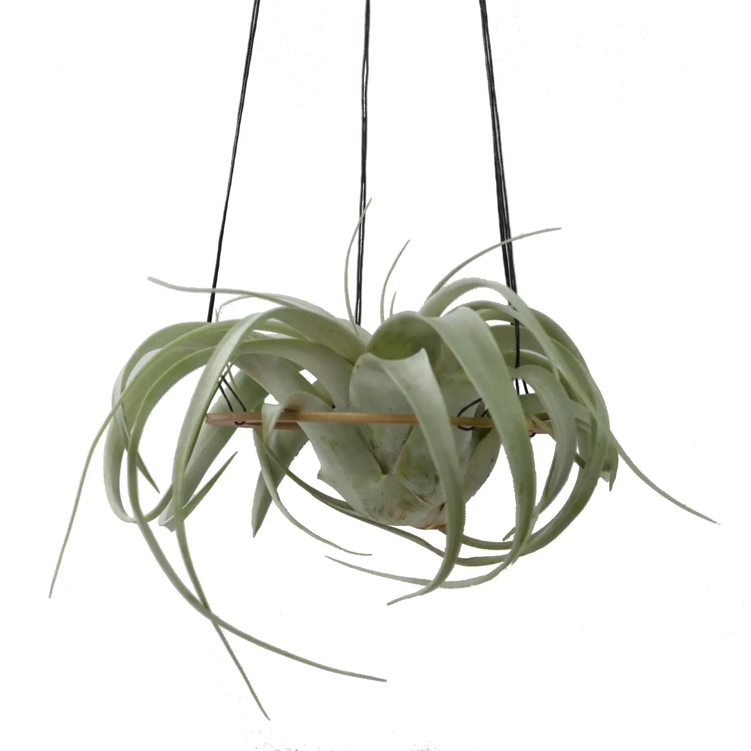 large air plant hanger Minimal Xerographica Plant Hanger