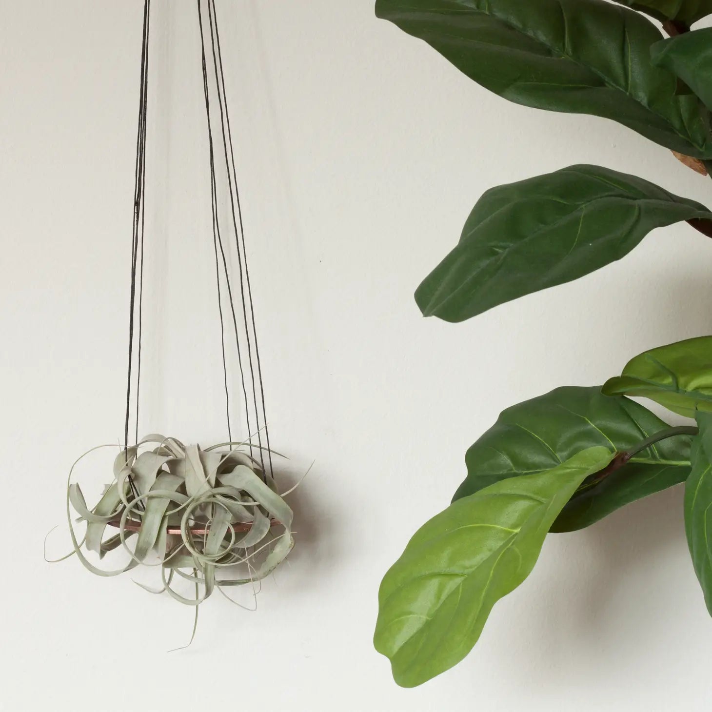 minimal plant hanger Minimal Xerographica Plant Hanger
