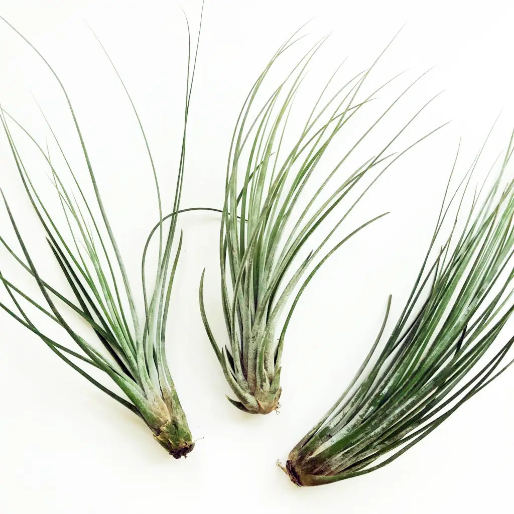 air plants colorado springs Air Plants