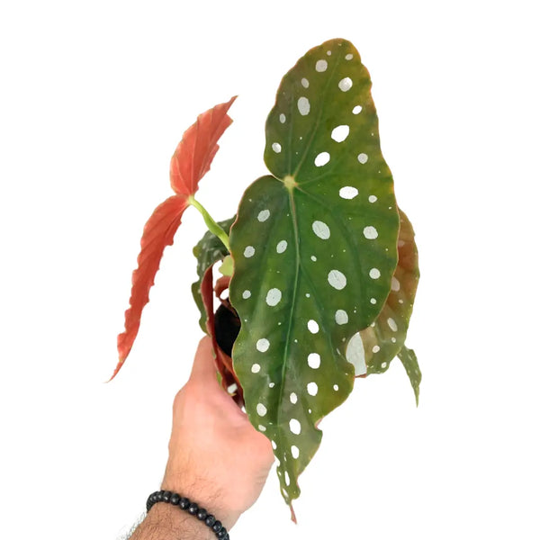 "Begonia Maculata 'wightii' A Dazzling Polka Dot Begonia Grounded