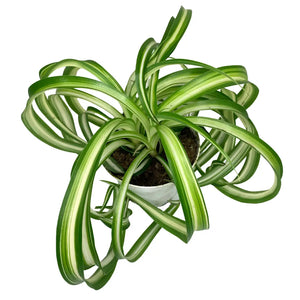 4" Spider Plant - Chlorophytum Bonnie