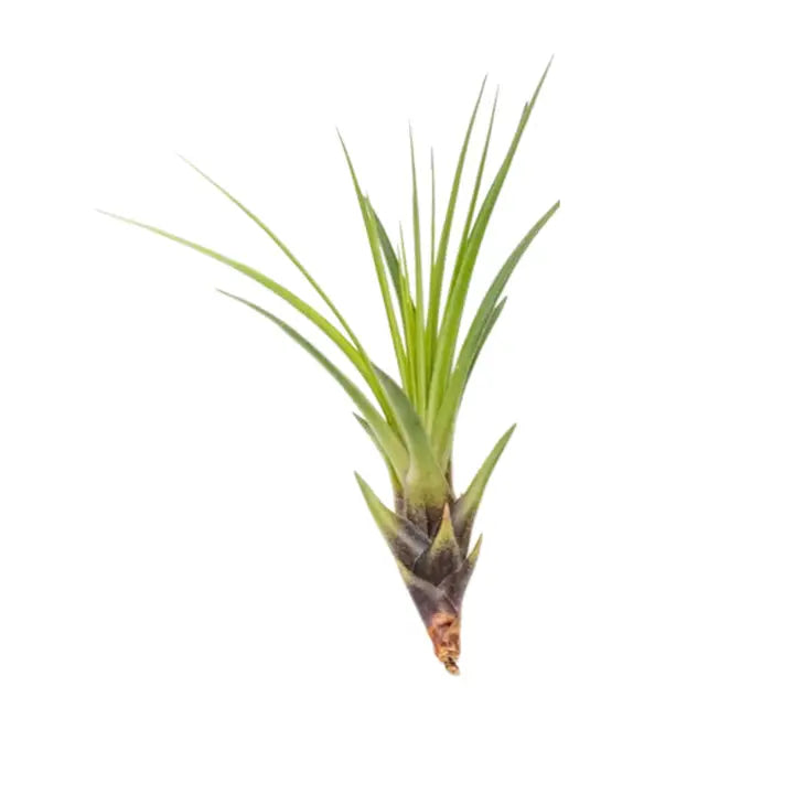 air plants colorado springs Air Plants