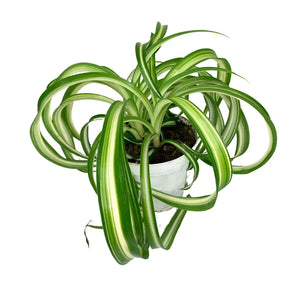 4" Spider Plant - Chlorophytum Bonnie