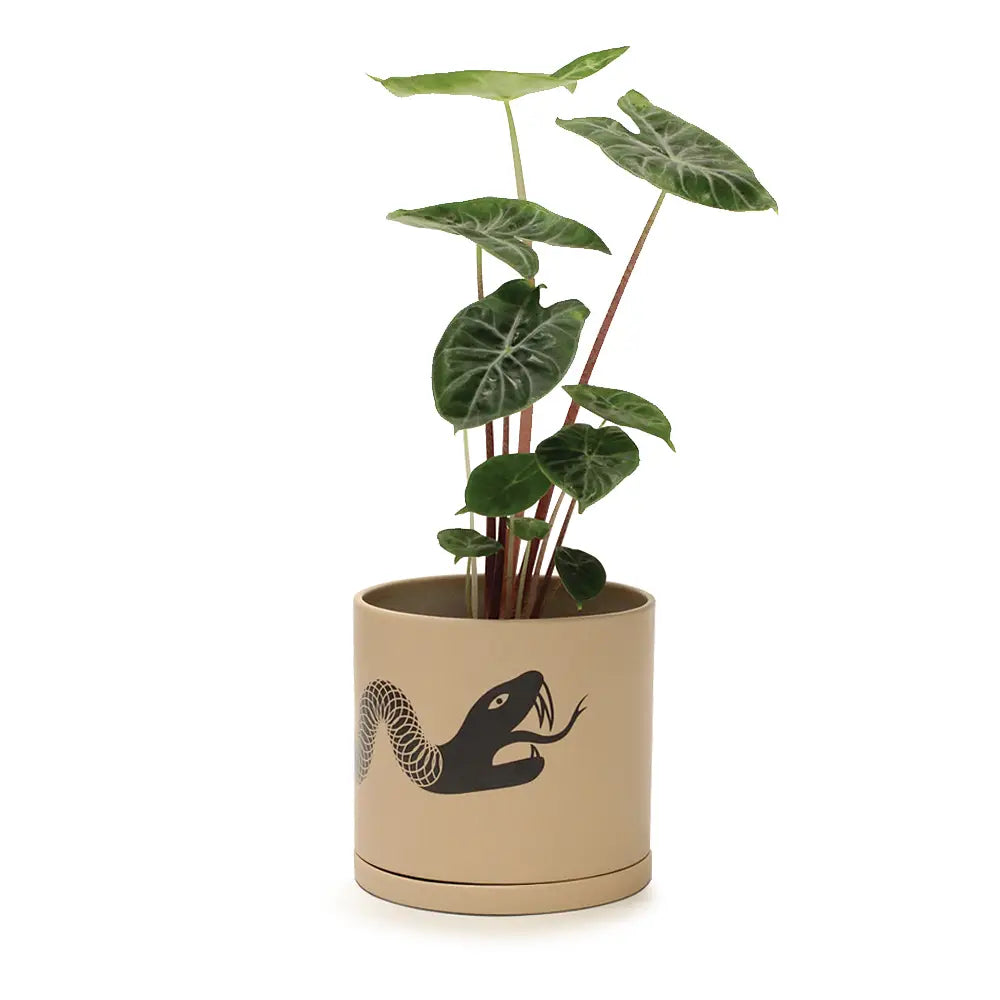 snake plant pot holder Snake plant pot w/ saucer