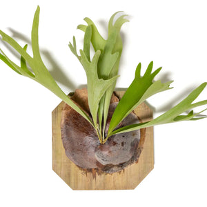 Mounted Staghorn Fern