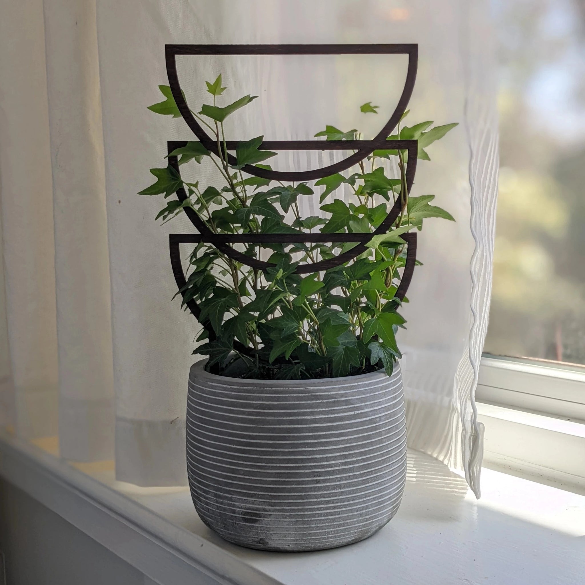 trellis potted plant Plant Trellis