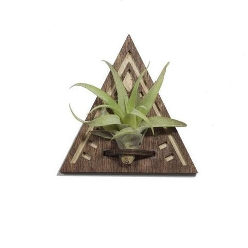 air plant magnet Air Plant Magnet
