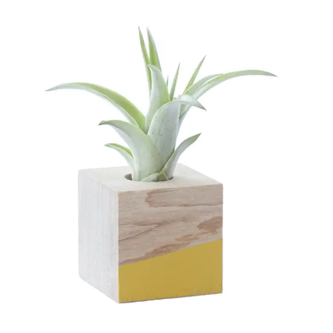 pineapple air plant magnets Cube Air Plant Magnet