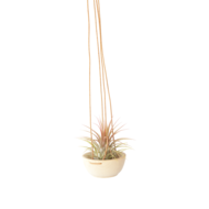 air plant hangers Wooden Air Plant Hanger