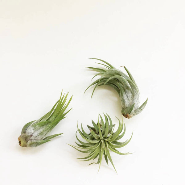 air plants colorado springs Air Plants