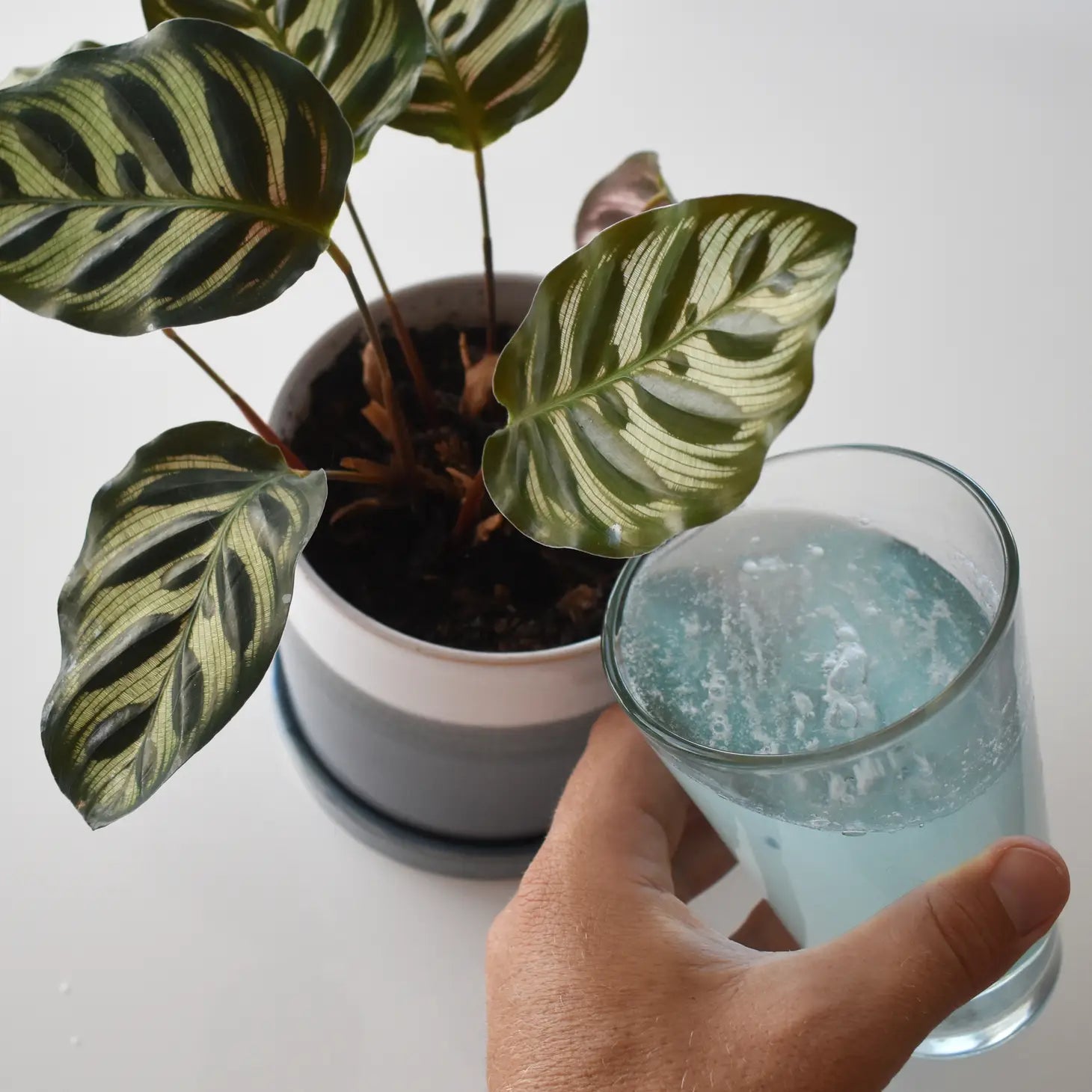 plant food indoor Instant Plant Food Houseplant & Indoor Plant