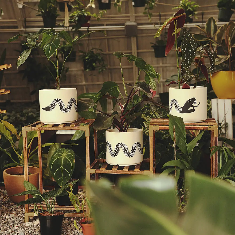 indoor plant saucer Snake plant pot w/ saucer