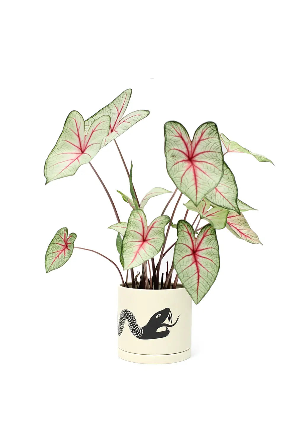 decorative pots for snake plants Snake plant pot w/ saucer
